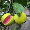 Pink Guava Tree Plant - 1 Gallon Q343