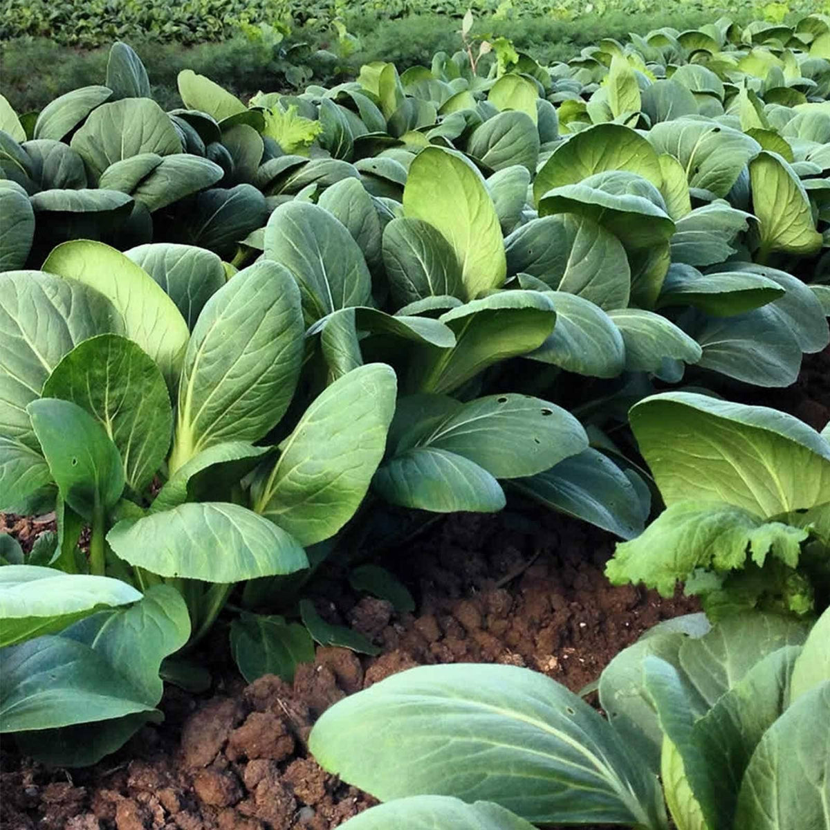 White Stem Pak Choi Cabbage Seeds, 25 lb, Non-GMO I26037