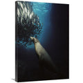Galapagos Sea Lion Pup Fishing Amid School of Striped Snapper Art Print S4138