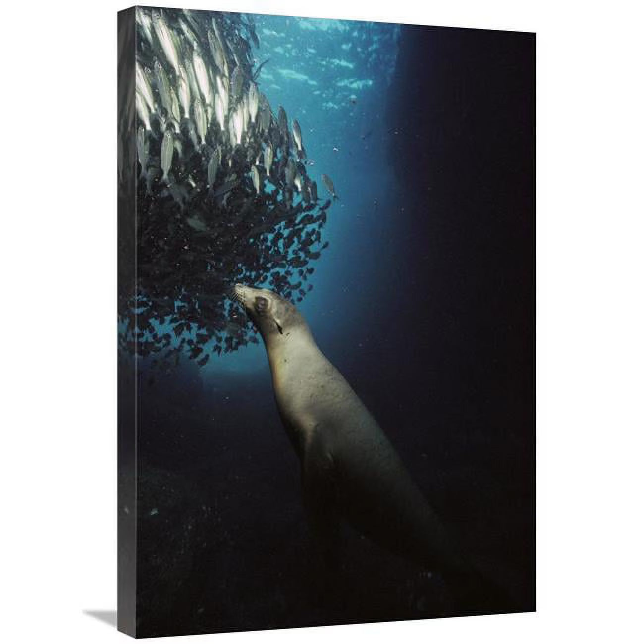 Galapagos Sea Lion Pup Fishing Amid School of Striped Snapper Art Print S4138
